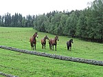 IMG_1568.JPG